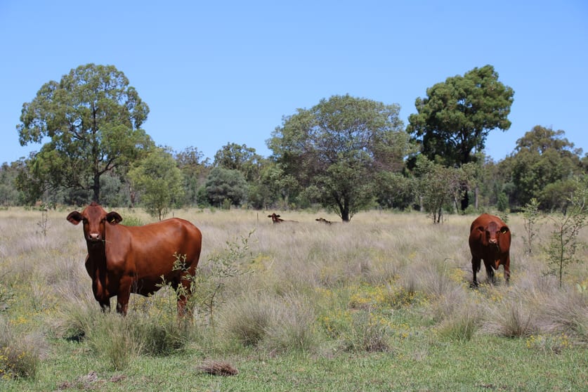 Click to view all images 392 Murrumbilla Lane Narrabri NSW 2390 - Image 2