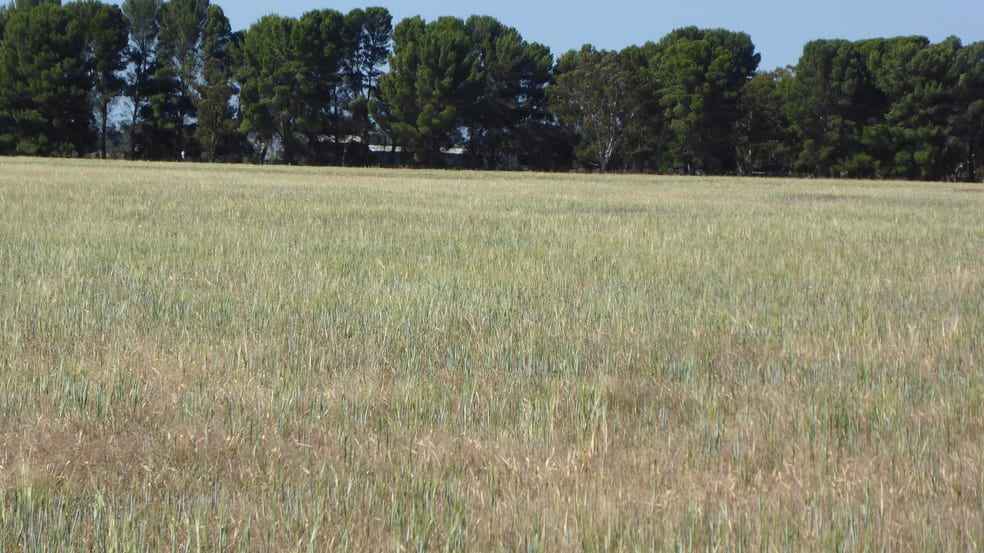 Click to view all images Allotment 1 Cnr Bell Road and Carcuma Road Tintinara SA 5266 - Image 2