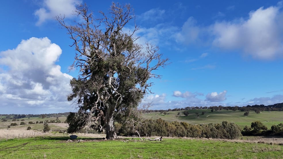 Click to view all images Lot 2 Old Bull Creek Rd Strathalbyn SA 5255 - Image 3