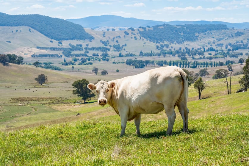 "Tom's" Tallys Lane Tallangatta Valley VIC 3701 - Image 2