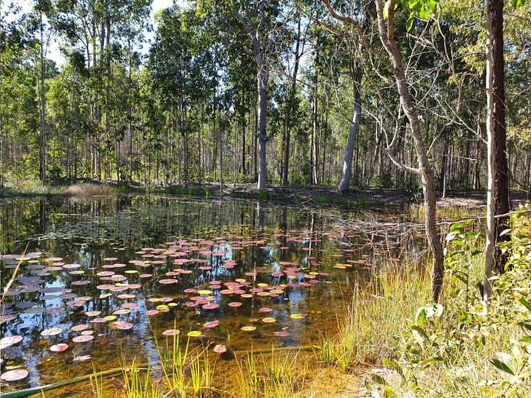 Click to view all images 2229 Myall Creek Road West Bungawalbin NSW 2471 - Image 1