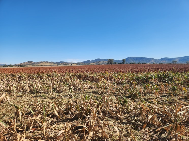 . Duri Winton Rd Winton NSW 2344 - Image 1