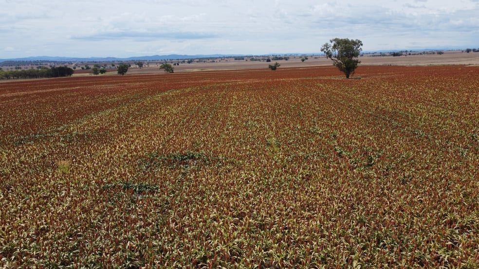 . Duri Winton Rd Winton NSW 2344 - Image 3