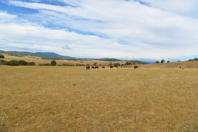 166 Glenroy Lake Road Tumbarumba NSW 2653 - Image 3