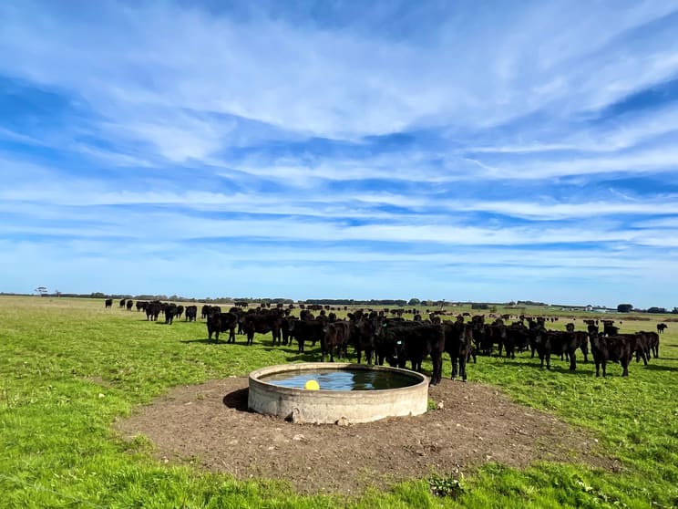 Timboon-Terang Road Ecklin South VIC 3265 - Image 1