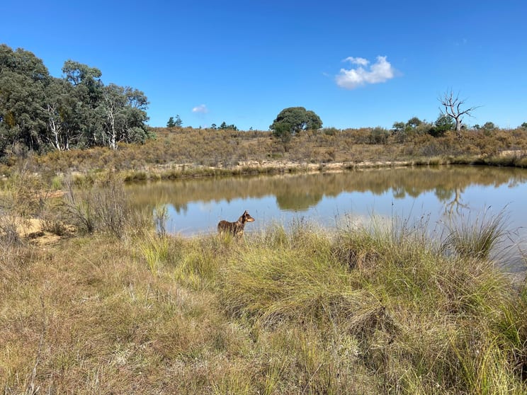 Click to view all images Lot 127 Kiowarra Road Bevendale NSW 2581 - Image 1