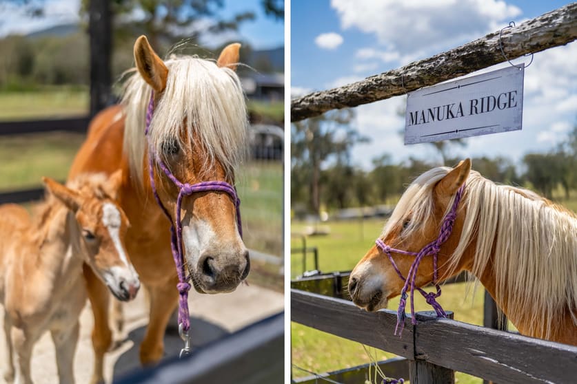 Click to view all images 146 New Street Mulbring NSW 2323 - Image 2