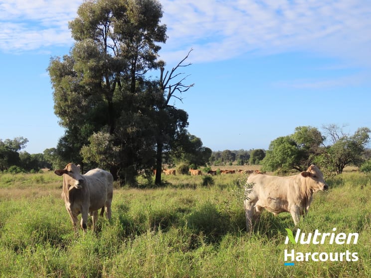 Click to view all images "Bottletree" 668 Red Hill Road Chinchilla QLD 4413 - Image 2