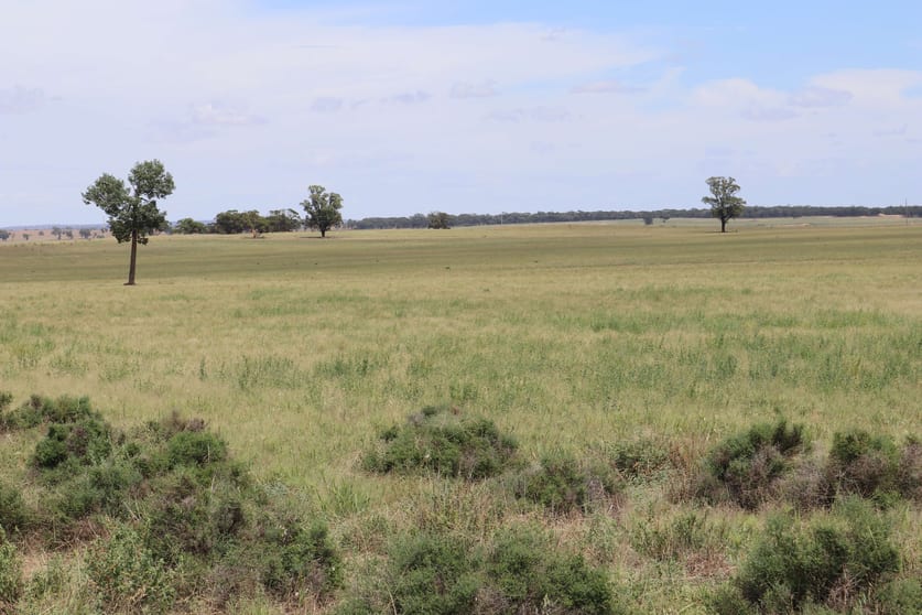 Click to view all images 523 Norris Lane West Wyalong NSW 2671 - Image 1