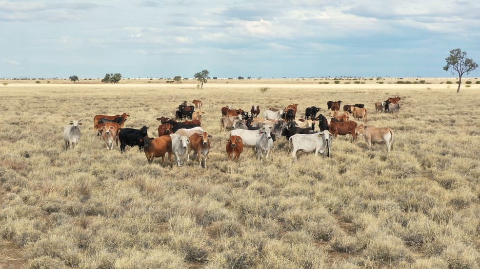 5075 Cramsie Muttaburra Road Longreach QLD 4730 - Image 2