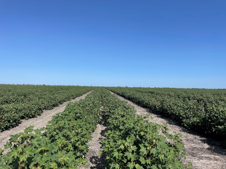 Goondiwindi QLD 4390 - Image 2