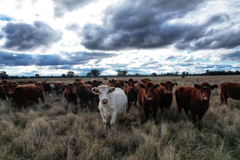 Click to view all images 281 Gobondery Road Tullamore NSW 2874 - Image 1