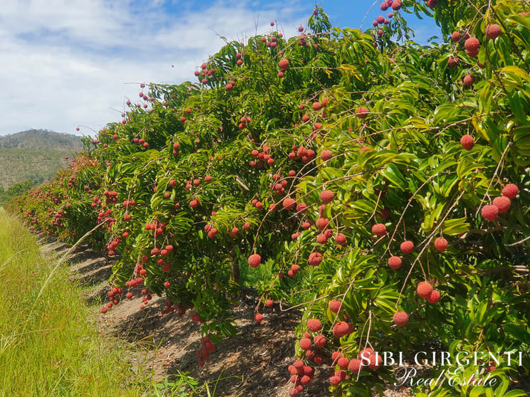 Click to view all images 84 Chisari Road Mutchilba QLD 4872 - Image 2