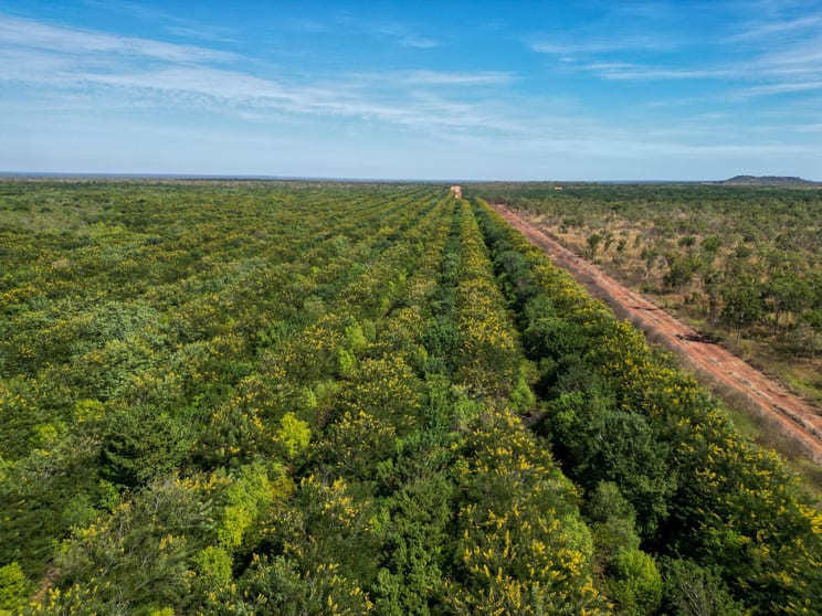 Douglas-daly NT 0822 - Image 1