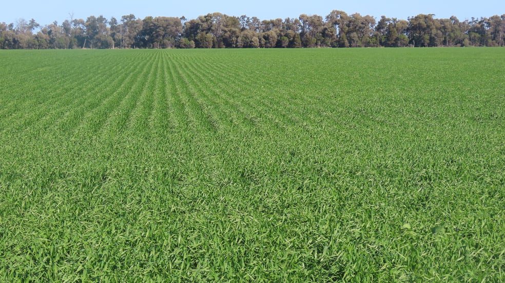 18833 Gore Highway Goondiwindi QLD 4390 - Image 1