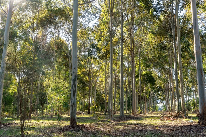Click to view all images 252 Taggerty - Thornton Road Taggerty VIC 3714 - Image 3
