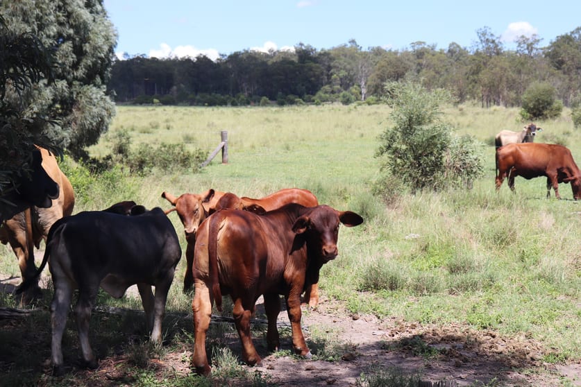 'Reece Park' 110 Greentree Lane, Beeron Mundubbera QLD 4626 - Image 3