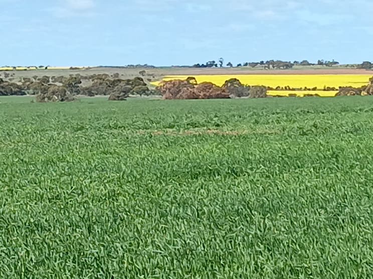 Click to view all images Lot 801 Carnamah - Perenjori Road Carnamah WA 6517 - Image 2
