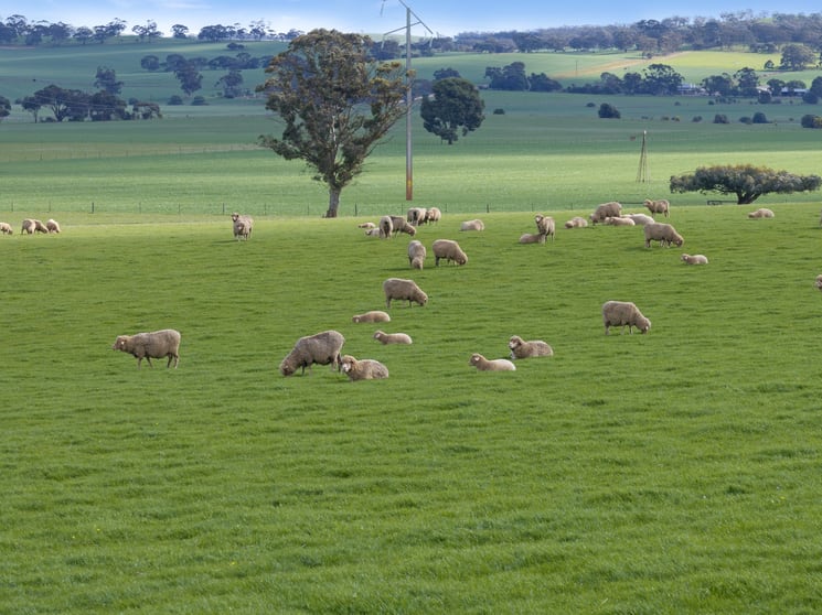 Click to view all images 'Amarco' Cutten Road Manoora SA 5414 - Image 3