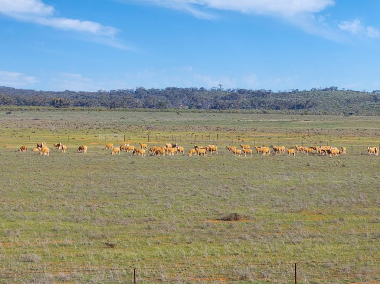 Click to view all images 'Liddons' Gillies Road Ucolta SA 5422 - Image 3