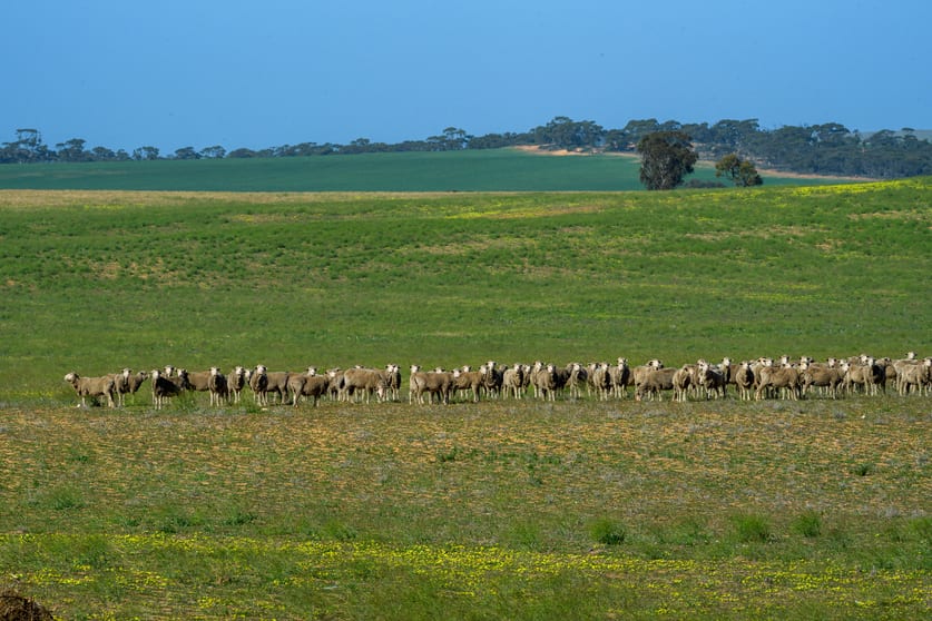 Lot 52 Haby Road Nildottie SA 5238 - Image 1