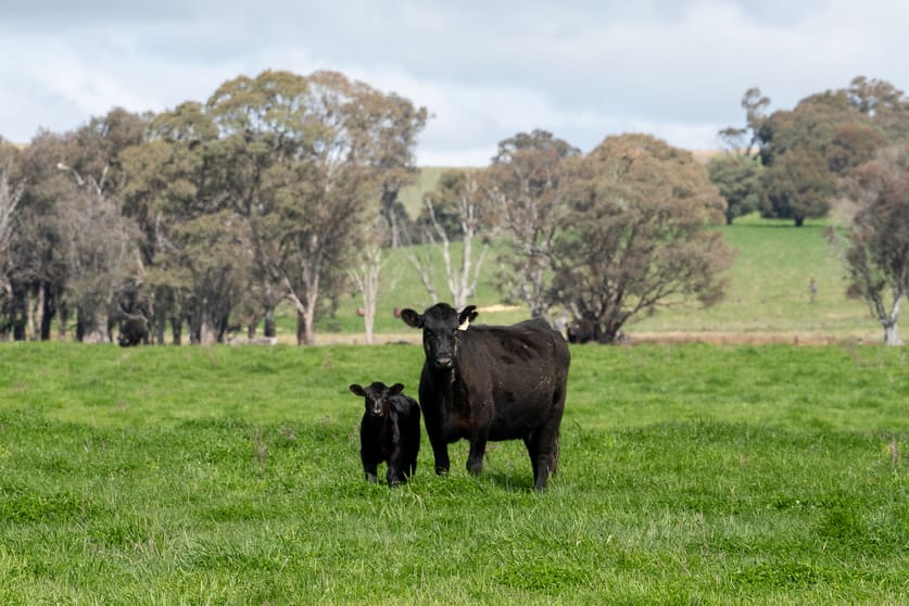 220 Lyons Road Lyndhurst NSW 2797 - Image 2