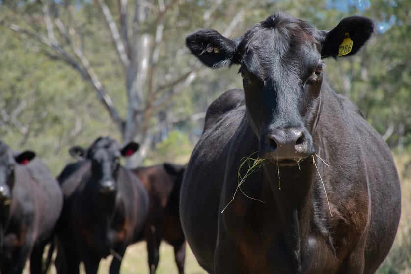 Click to view all images Western Boundary Road Cambridge Plateau NSW 2469 - Image 1