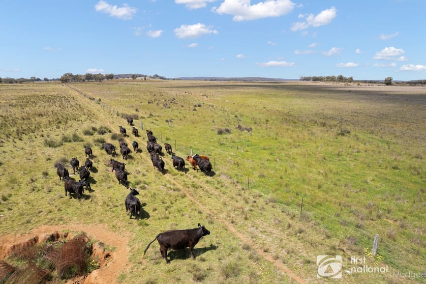 569 Wongoni Road Dunedoo NSW 2844 - Image 1