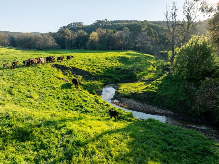 315 Davies Road Warrenbayne VIC 3670 - Image 3