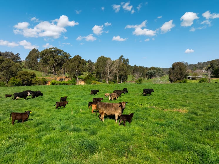 315 Davies Road Warrenbayne VIC 3670 - Image 1