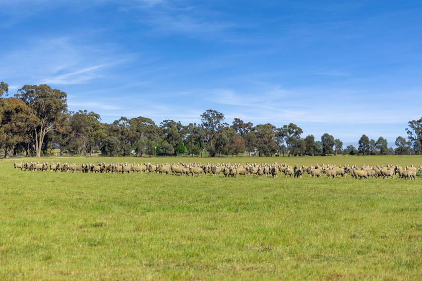 Click to view all images Lot 1 Goornong - Mayreef Road Goornong VIC 3557 - Image 3