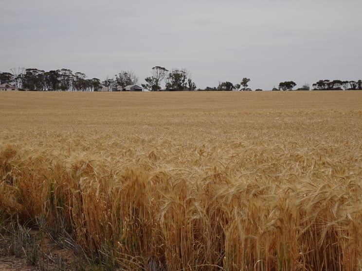 Click to view all images 1799 Nambadalling Road Corrigin WA 6375 - Image 1