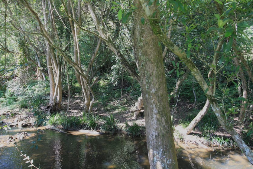Part 1635 Lorne Road Kerewong NSW 2439 - Image 2