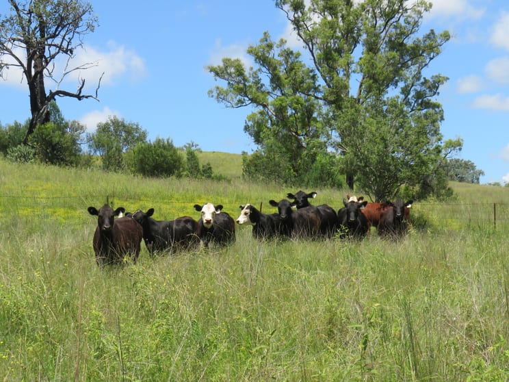 Click to view all images "Burnima" 121 Sheep Station Creek Rd Bingara NSW 2404 - Image 1