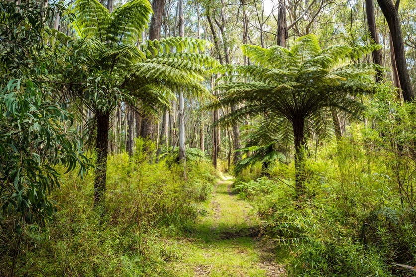 Click to view all images Kingfisher Road Wyndham NSW 2550 - Image 2