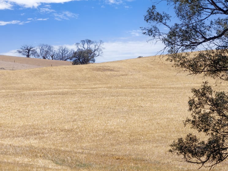 Click to view all images Lot 90 Tarlee Road Kapunda SA 5373 - Image 2
