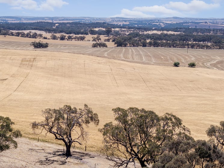 Click to view all images Lot 90 Tarlee Road Kapunda SA 5373 - Image 3
