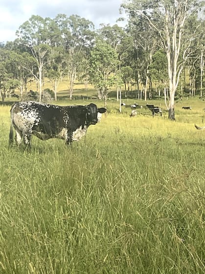 Click to view all images Gibsons Road Yarraman QLD 4614 - Image 3