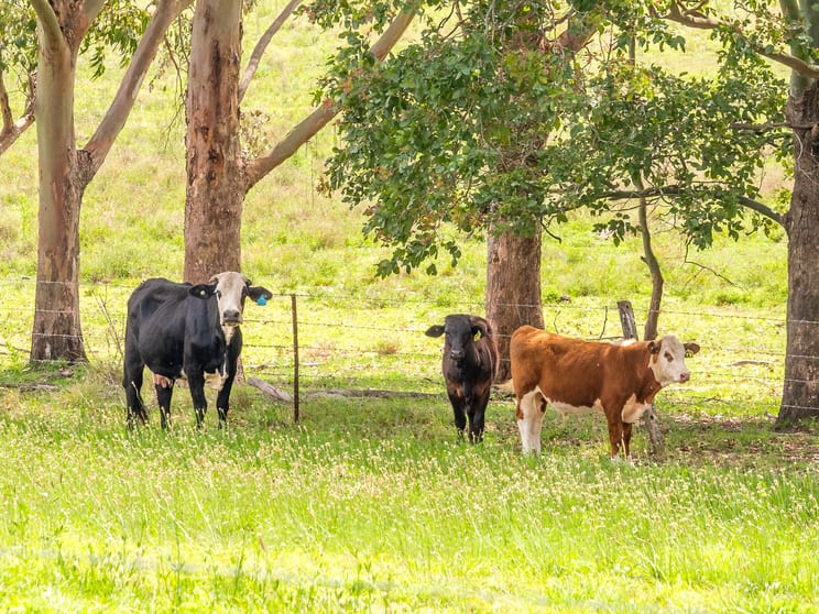 Click to view all images 17 Tomkinsons Road Backmede NSW 2470 - Image 3