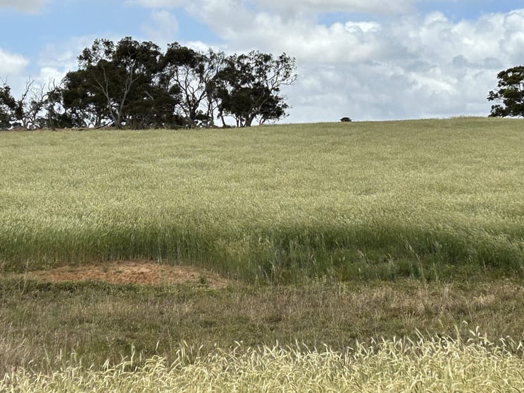 Click to view all images Lot 189 Roy Lawries Road Lochaber SA 5271 - Image 2