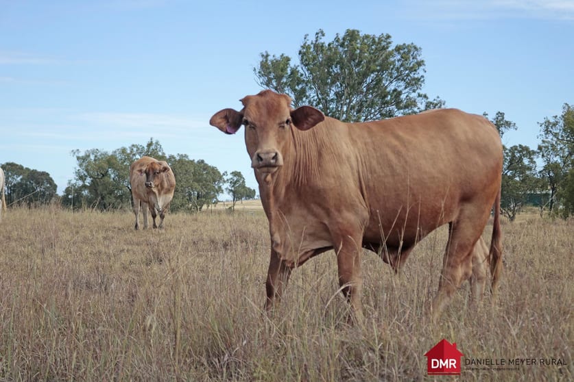Click to view all images O'bil Bil QLD 4626 - Image 1