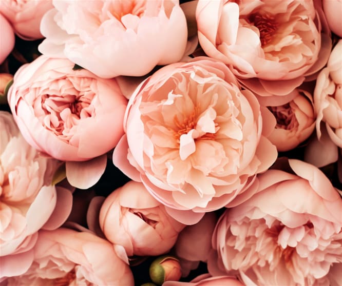 Click to view all images Florist / Nursery business for sale in WA - Image 1