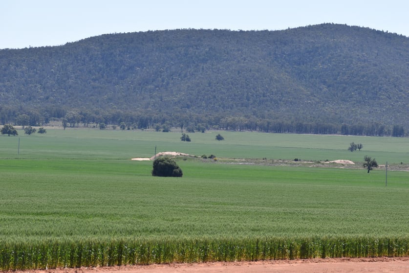 2190 Yarrabandai Road Trundle NSW 2875 - Image 1