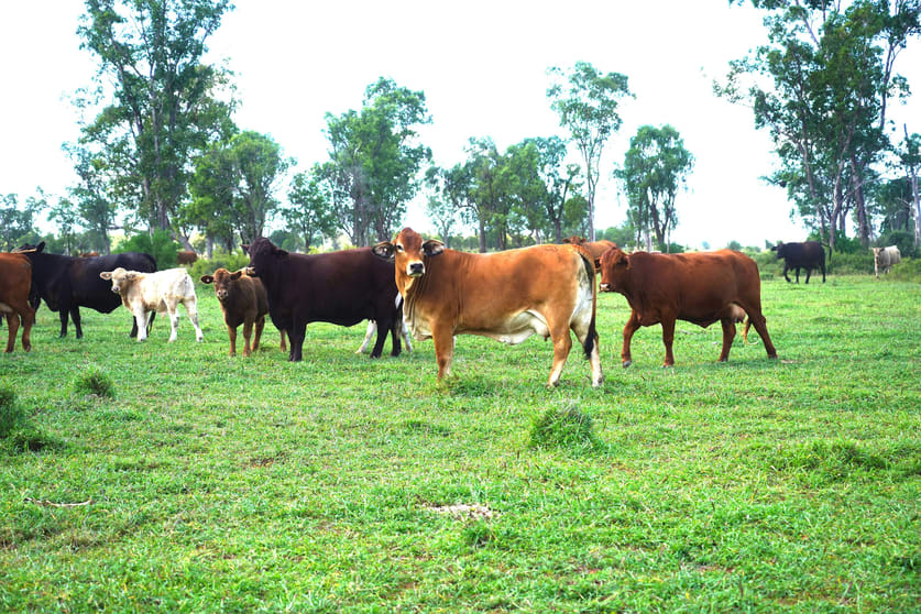 Click to view all images Marionvale, Surat Yuleba Road Surat QLD 4417 - Image 2