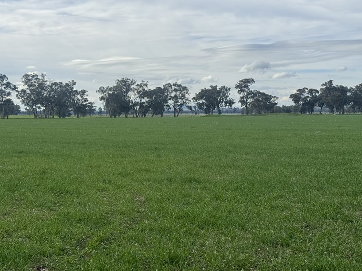 122 Reapers Road Culcairn NSW 2660 - Image 2
