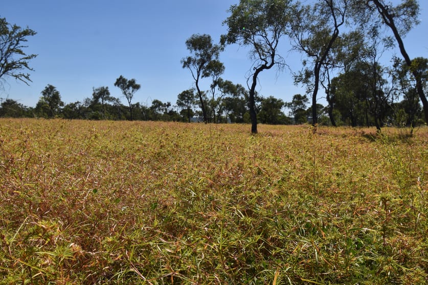 Click to view all images Moor Moor Road Dutton River QLD 4821 - Image 2