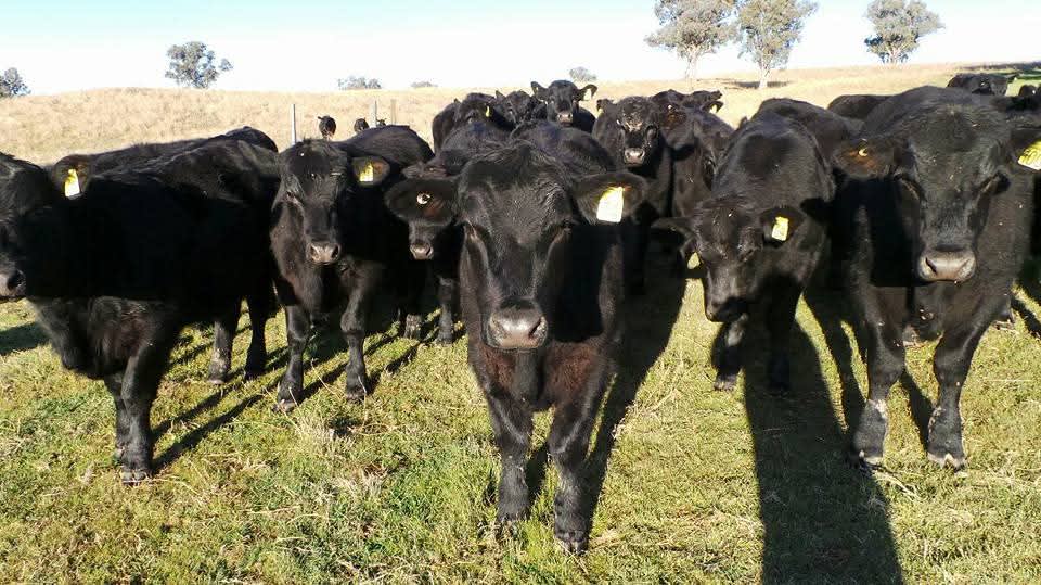 14 Packs Grant Road Cowra NSW 2794 - Image 3