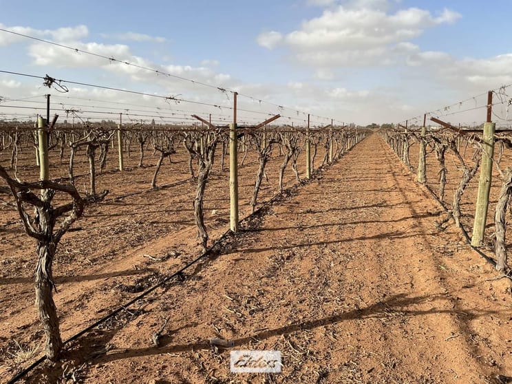 221 & 245 Cowanna Avenue Merbein South VIC 3505 - Image 1