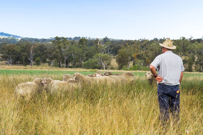 "Linallie" 2263 Greenup Limevale Road Brush Creek QLD 4387 - Image 1