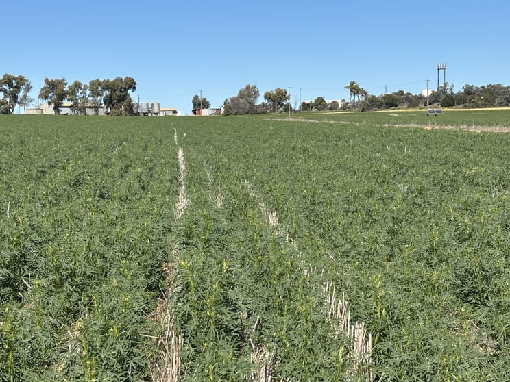974 Brooks Road Ajana WA 6532 - Image 1